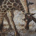 Schilderijen: Afrika, Drinkende giraffe, gemengde techniek op linnen, 100x100 cm