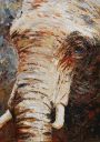 Schilderijen: Verkocht werk, Olifant, acryl op doek, 70x50 cm